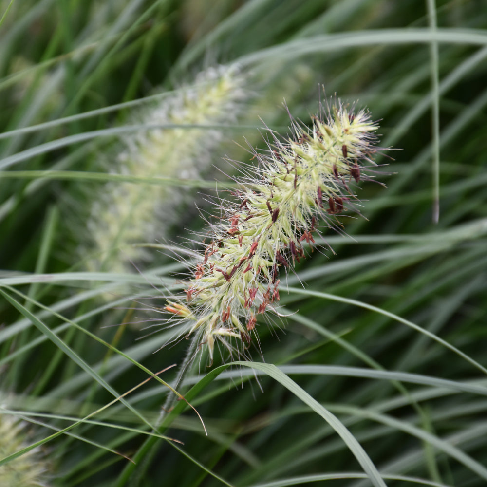 Little Bunny Dwarf Fountain Grass