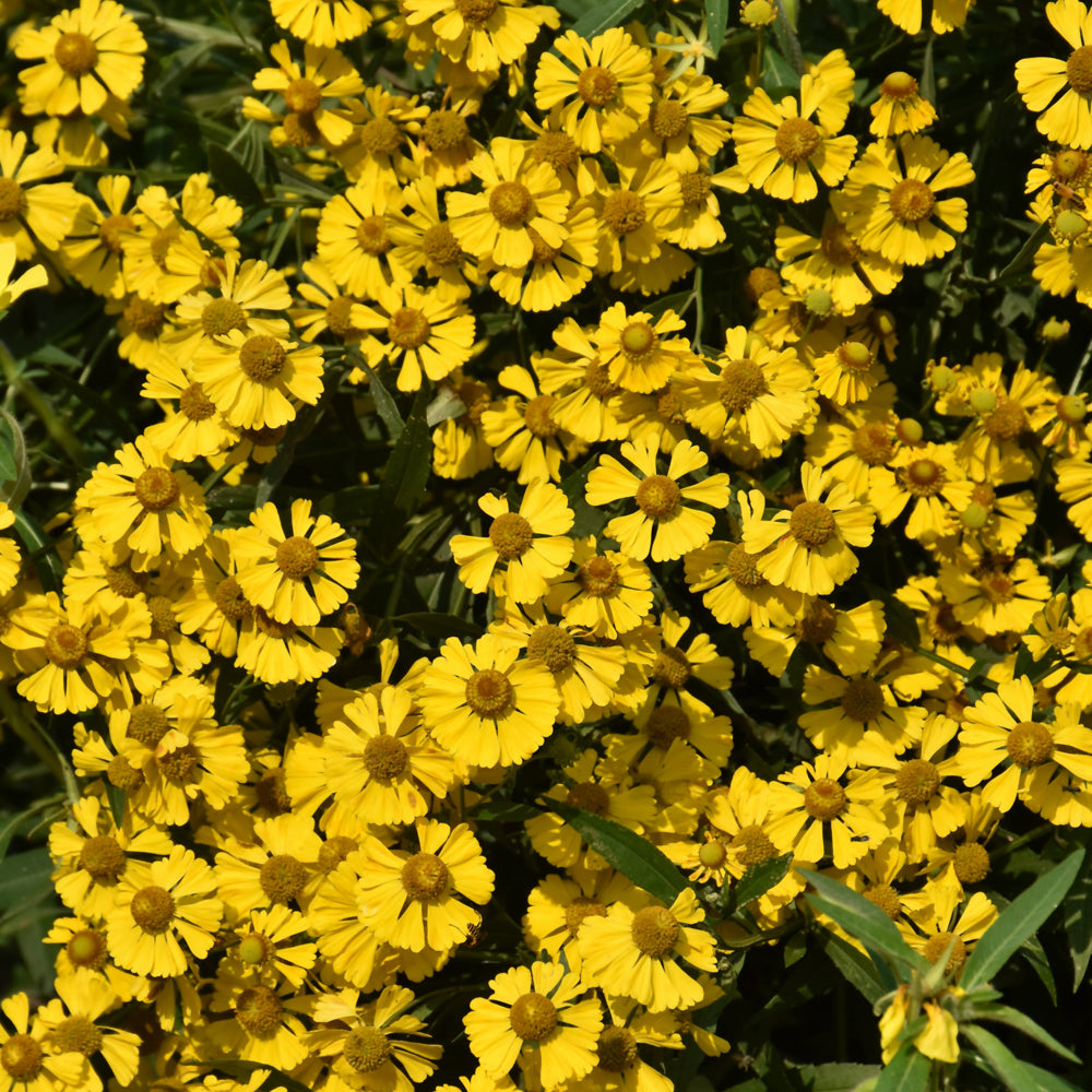 Helenium autumnale