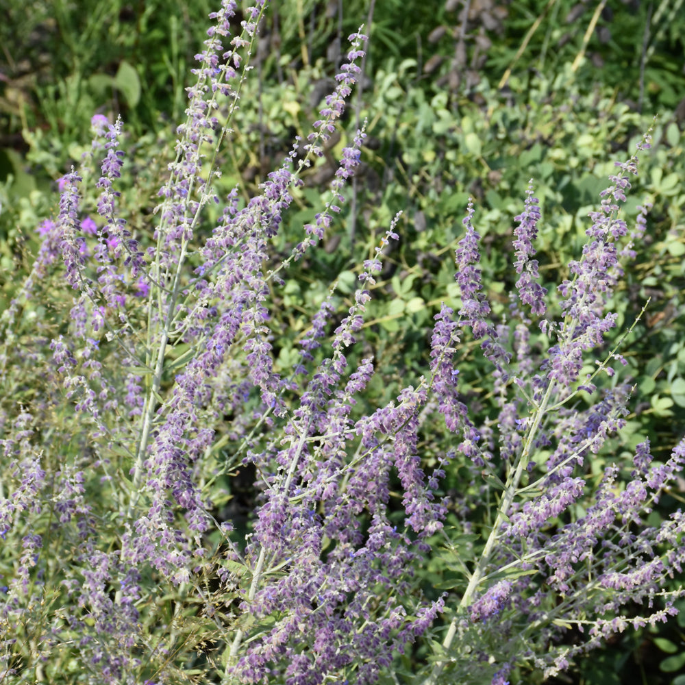 Russian Sage