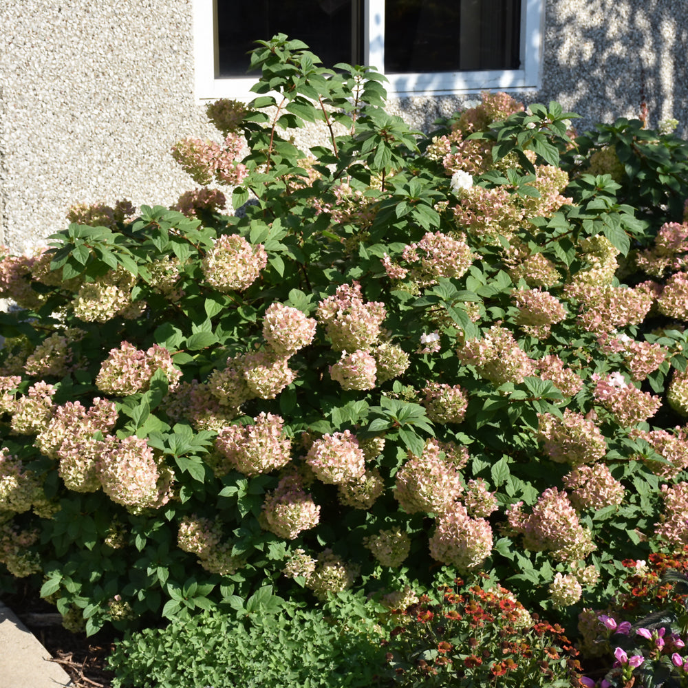 Strawberry Sundae® Hydrangea