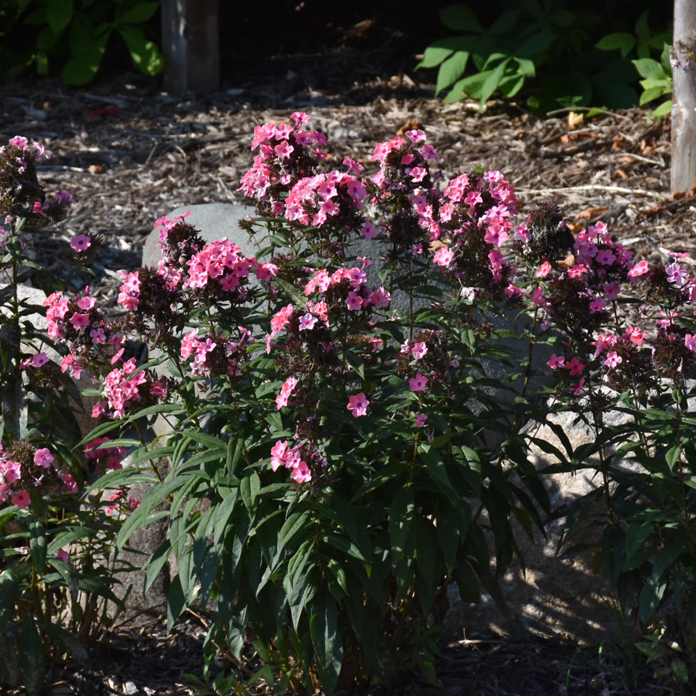 Coral Creme Drop™ Garden Phlox