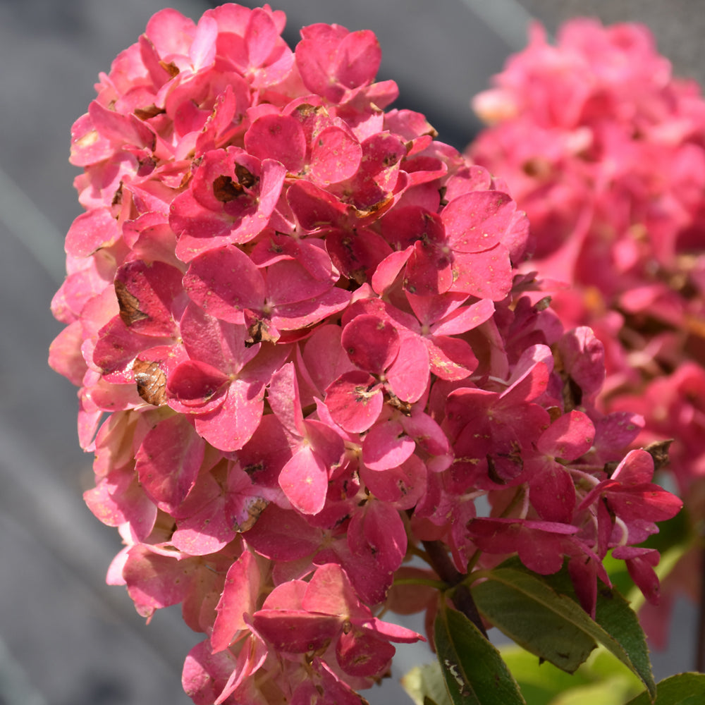 Hydrangea paniculata 'SMHPFL'