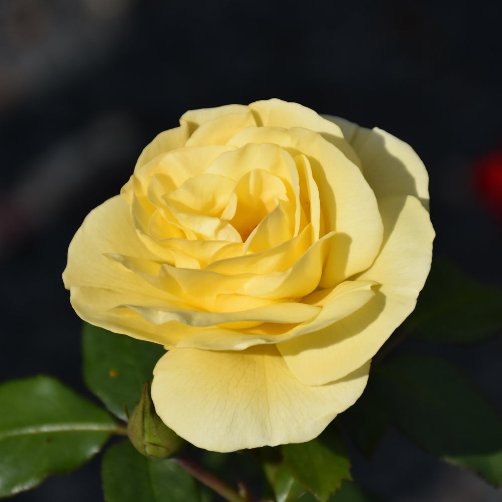High Voltage Rose – Weston Nurseries
