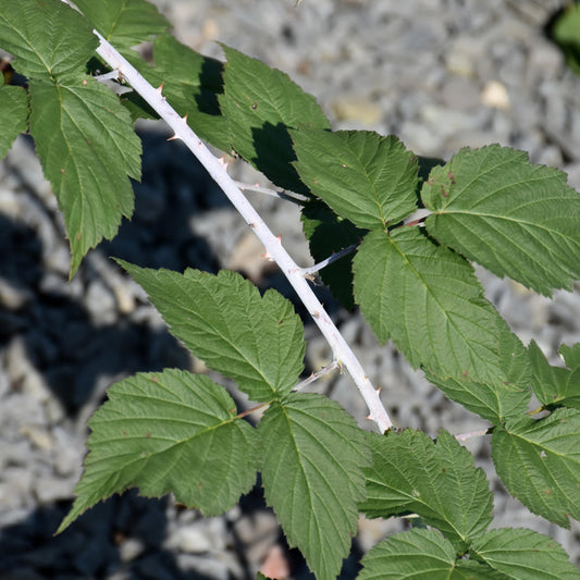 Rubus 'Bristol'