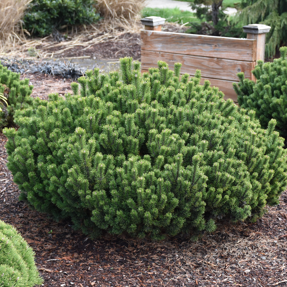 Pinus mugo 'Slowmound'