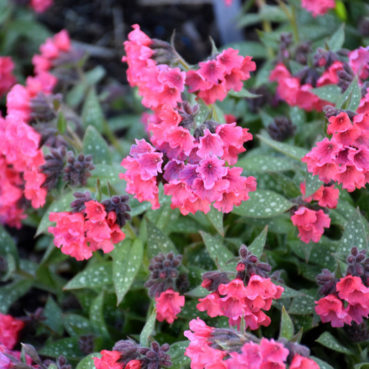 Pulmonaria 'Shrimps On The Barbie'