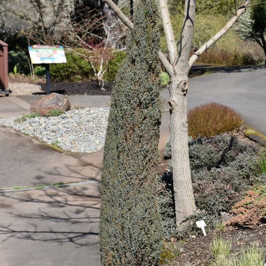 Juniperus communis 'Compressa'