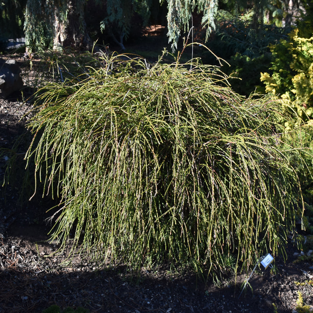 Whipcord Arborvitae