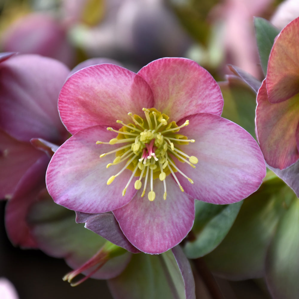 Helleborus 'EPB 31'