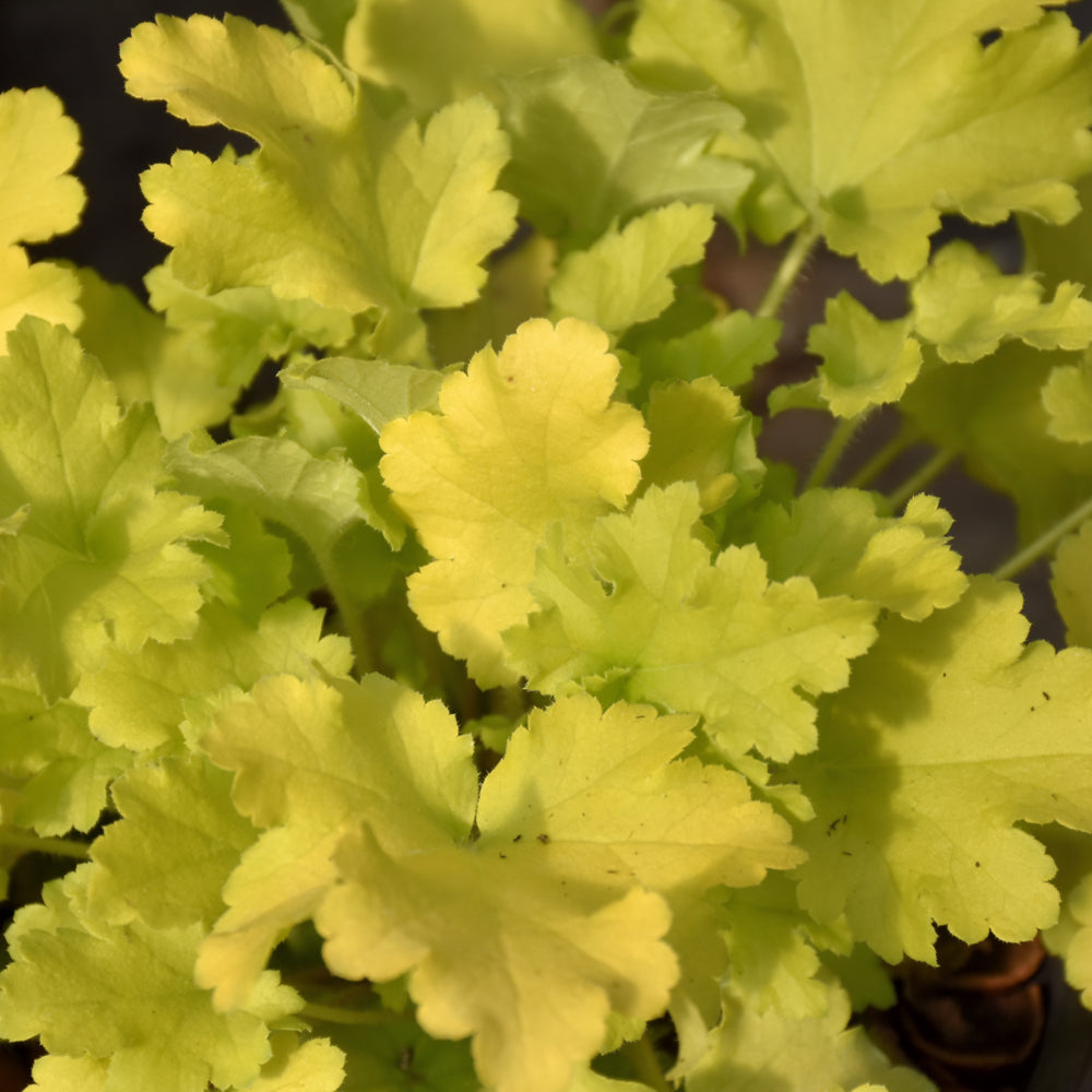 Lime Marmalade Coral Bells