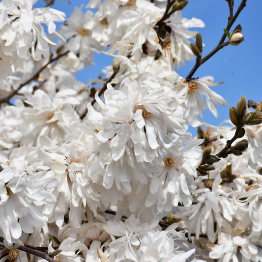 Magnolia stellata 'Royal Star'