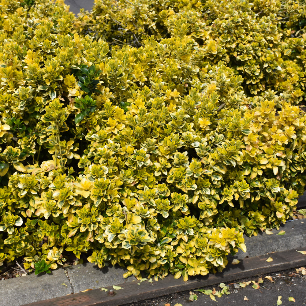 Gold Variegated Japanese Euonymus