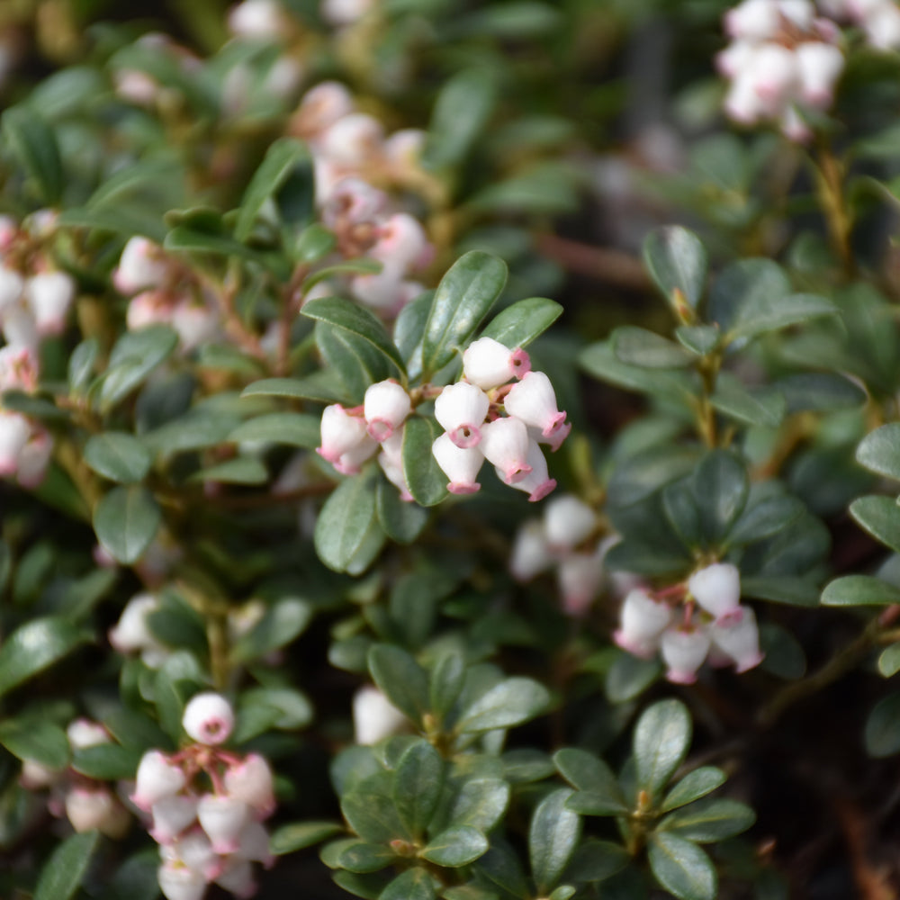 Arctostaphylos uva-ursi 'Massachusetts'