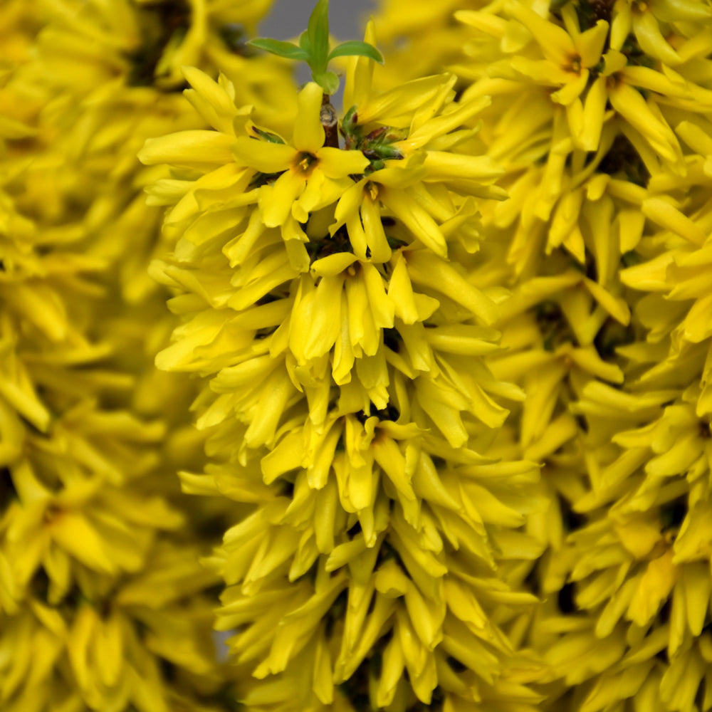 Forsythia x intermedia 'NIMBUS'