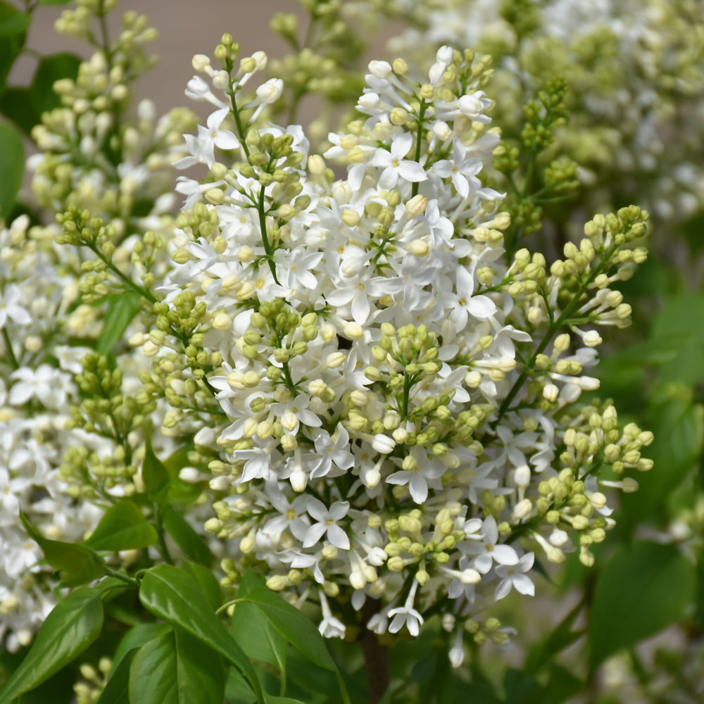 Syringa x hyacinthiflora 'Mount Baker'