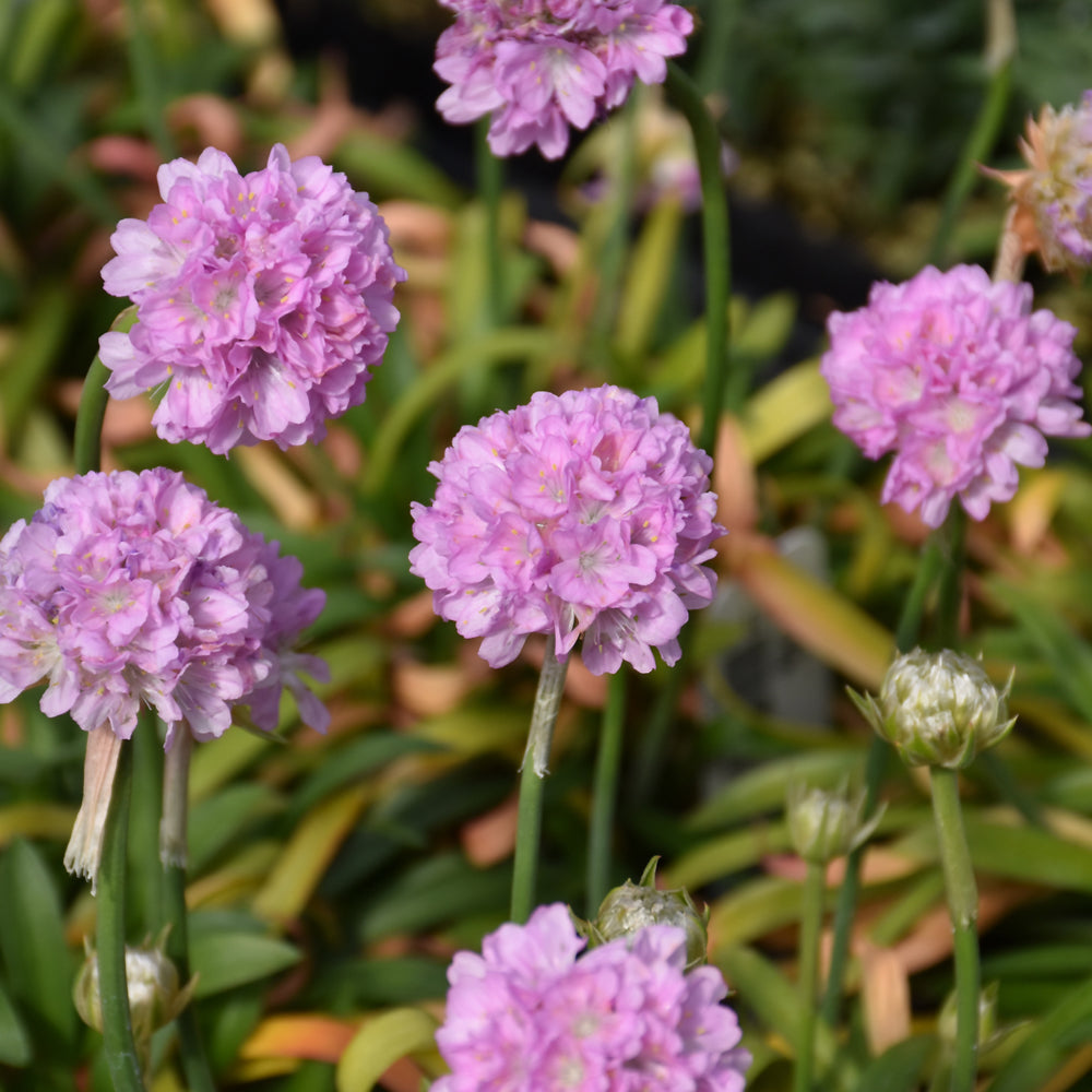 Armeria pseudarmeria 'Sweet Dreams'