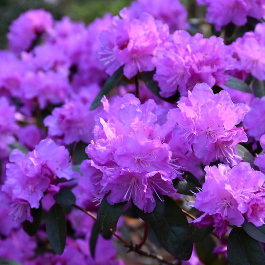 Rhododendron 'P.J.M. Elite'