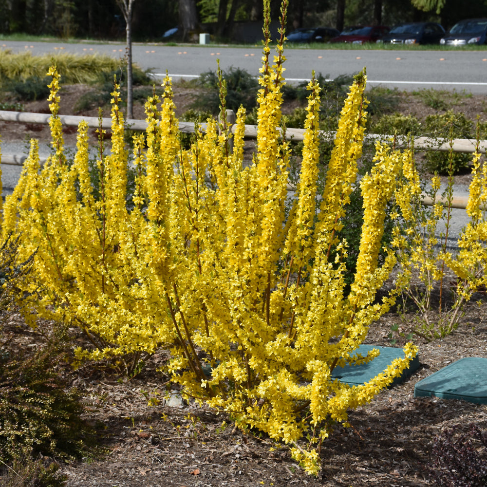 Forsythia x intermedia 'Minfor6'