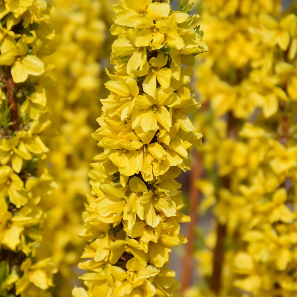 Show Off® Starlet Forsythia