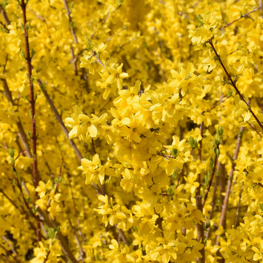 Forsythia x intermedia 'Kolgold'