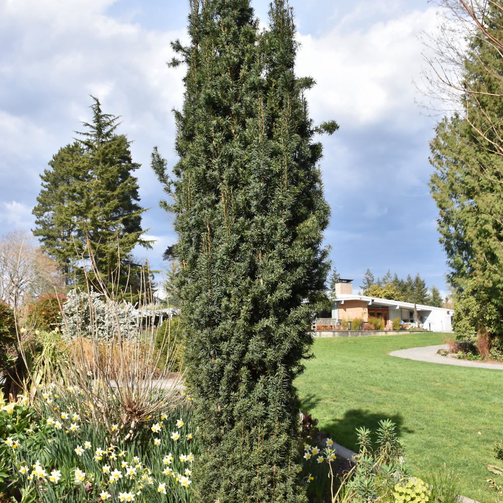 Upright Japanese Plum Yew – Weston Nurseries