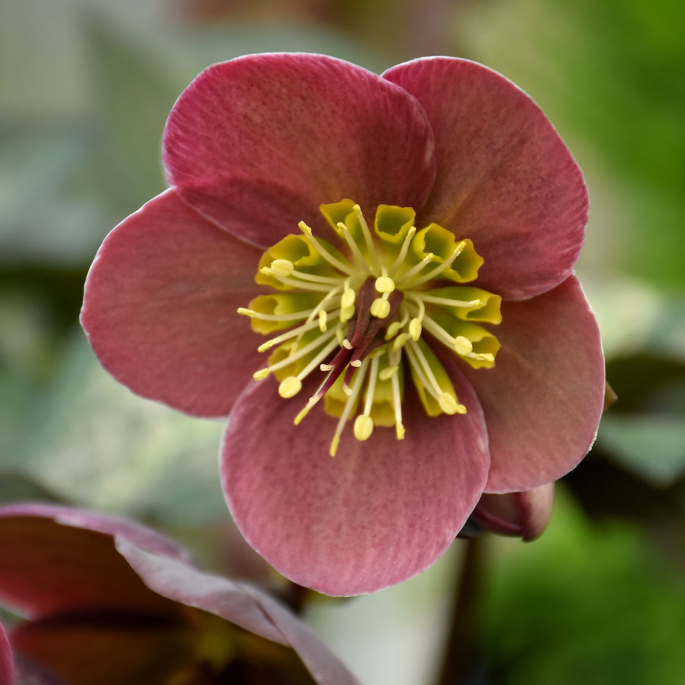 Helleborus 'Pippa's Purple'