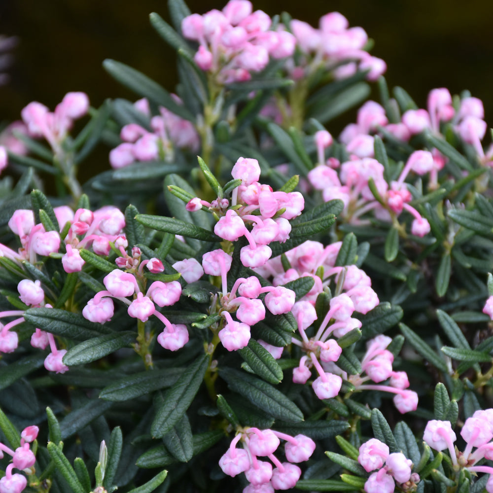 Andromeda polifolia 'Blue Ice'