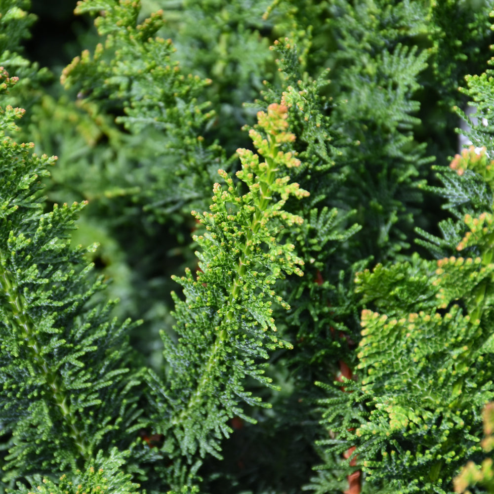 Chamaecyparis obtusa 'Filicoides Compacta'