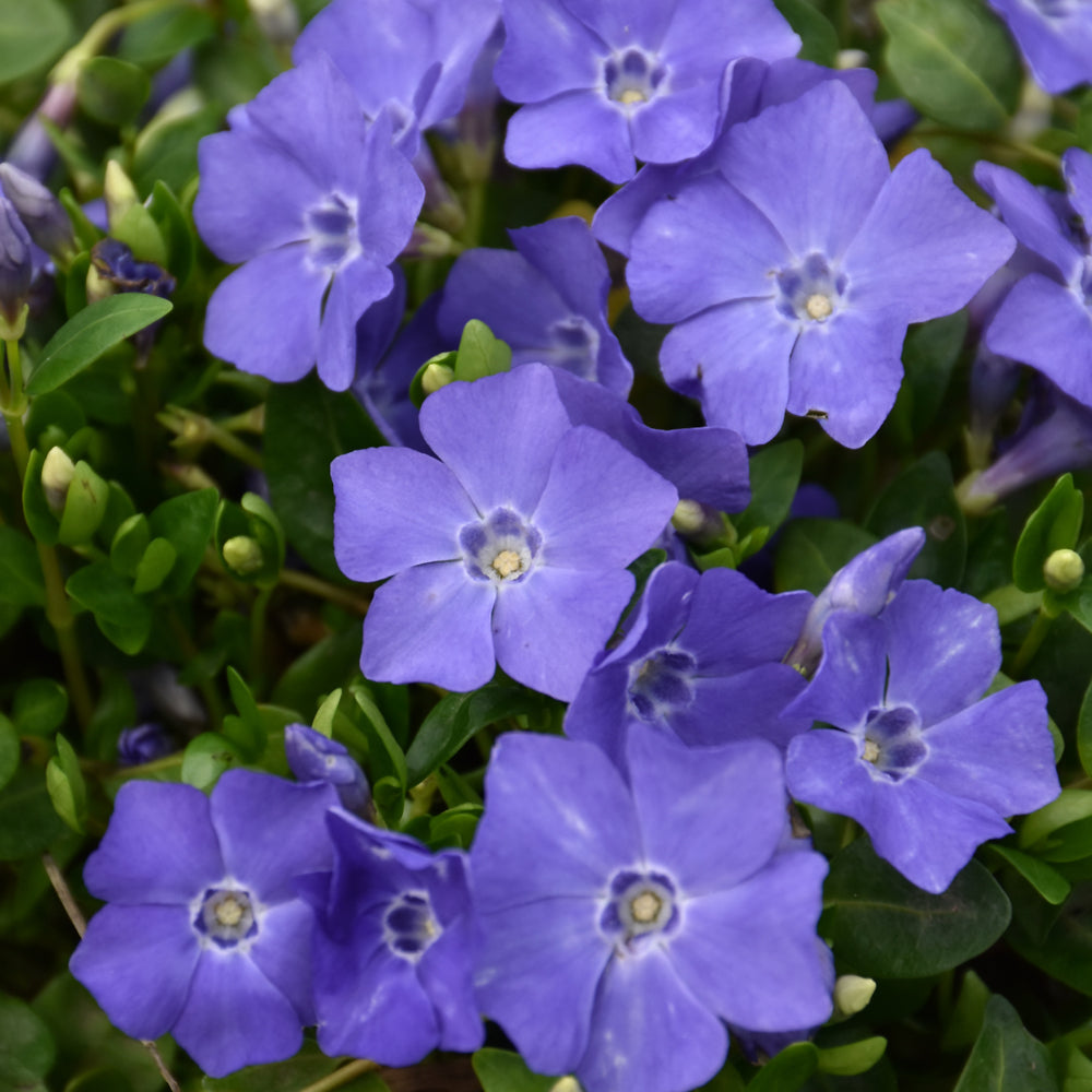 Vinca minor 'Bowles'