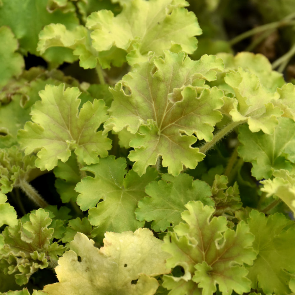 Heuchera 'Apple Twist'