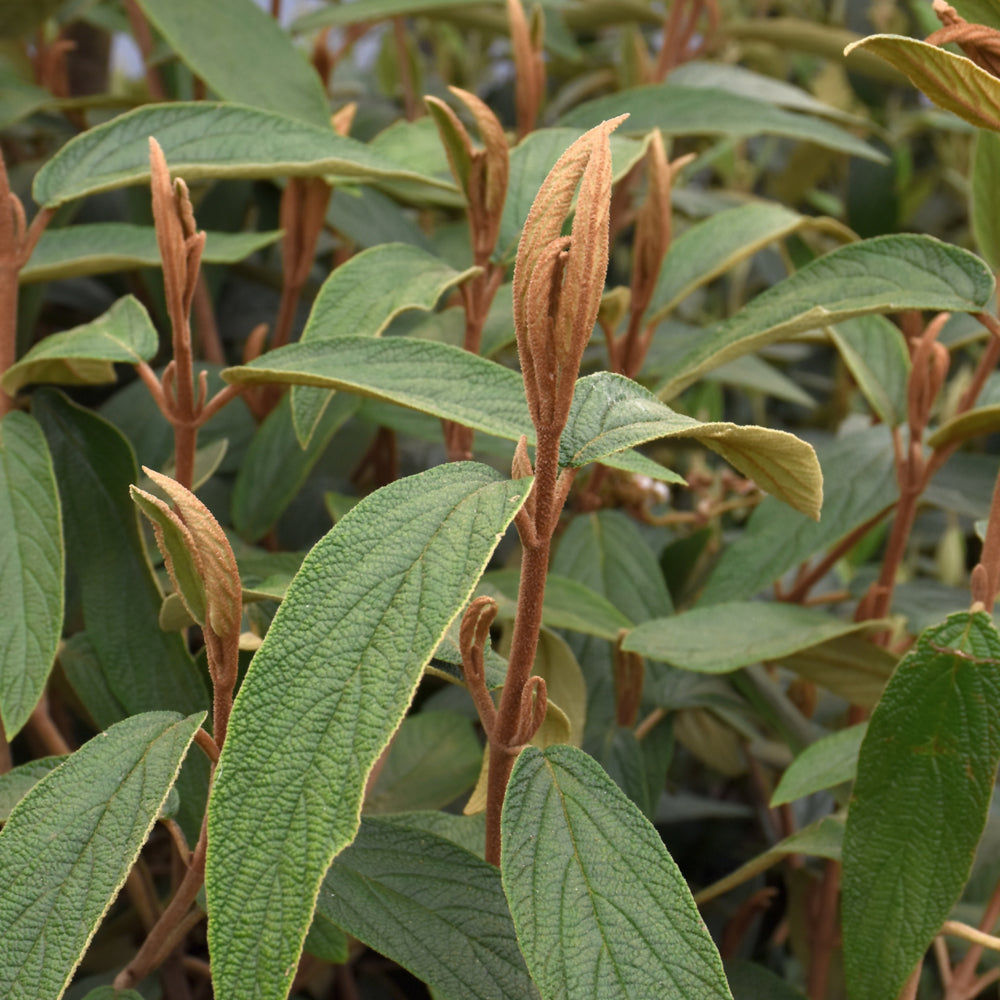 Leatherleaf Viburnum