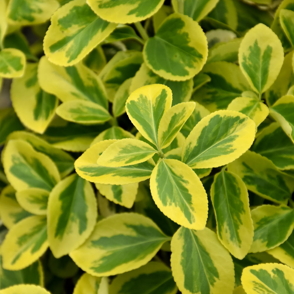 Euonymus fortunei 'Roemertwo'