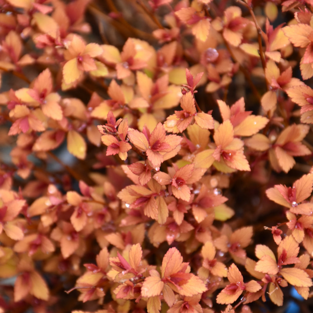 Poprocks™ Rainbow Fizz™ Spirea