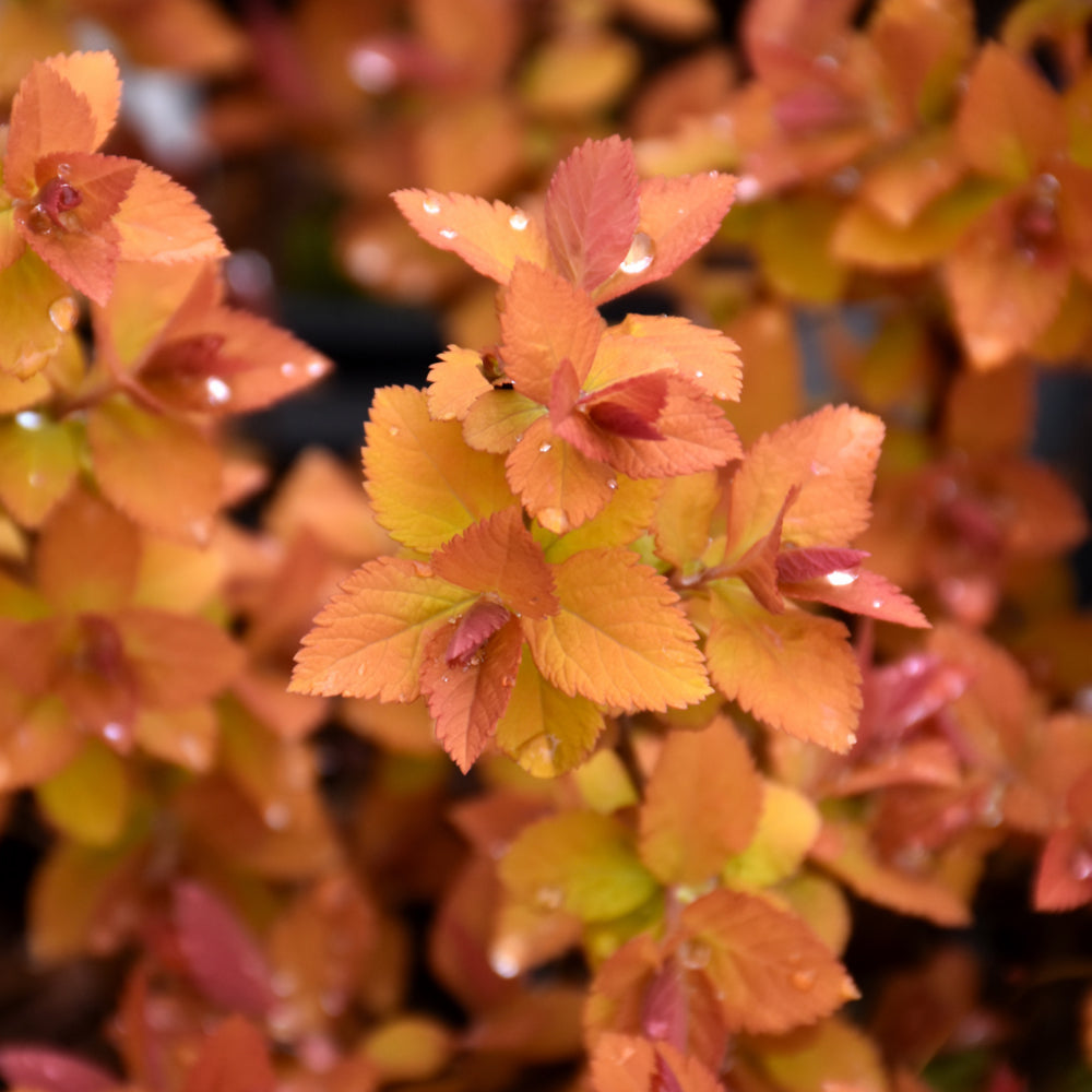 Double Play Big Bang® Spirea