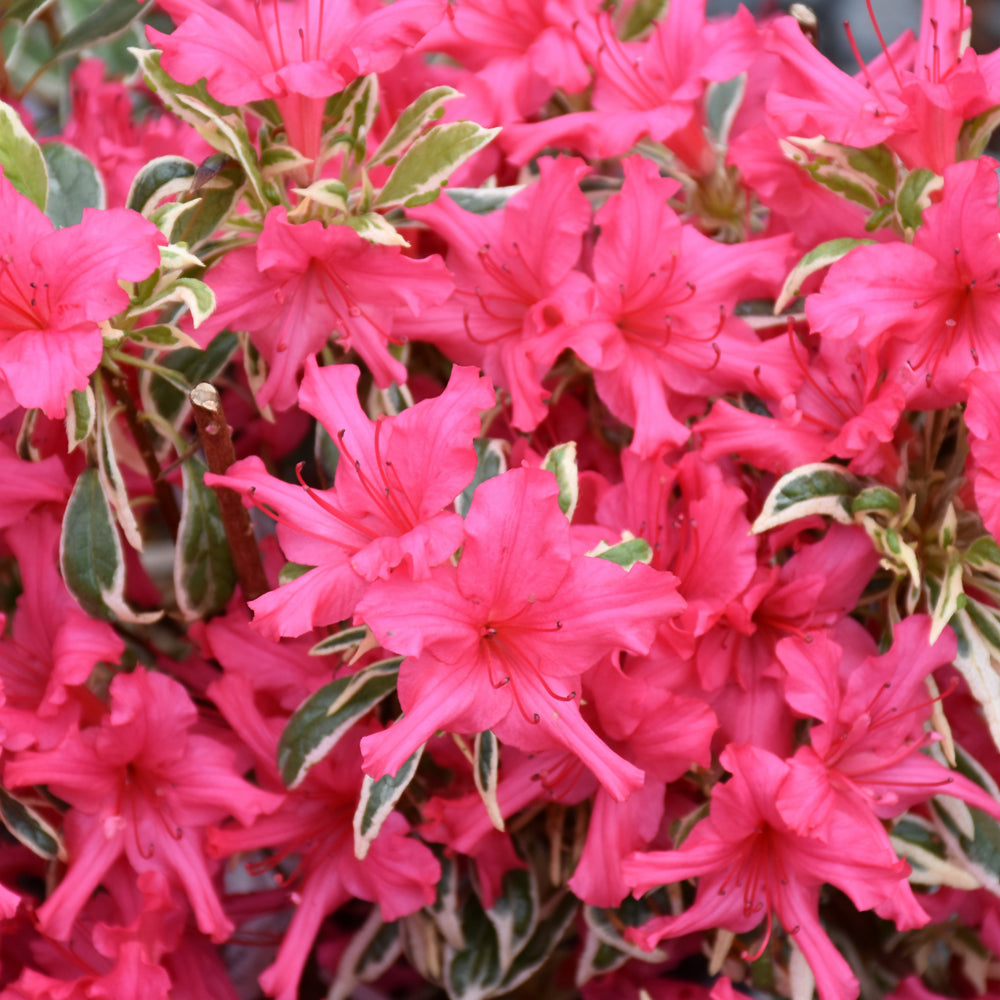 Rhododendron 'Farrow'