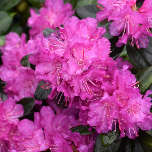 Rhododendron 'P.J.M. Elite Star'