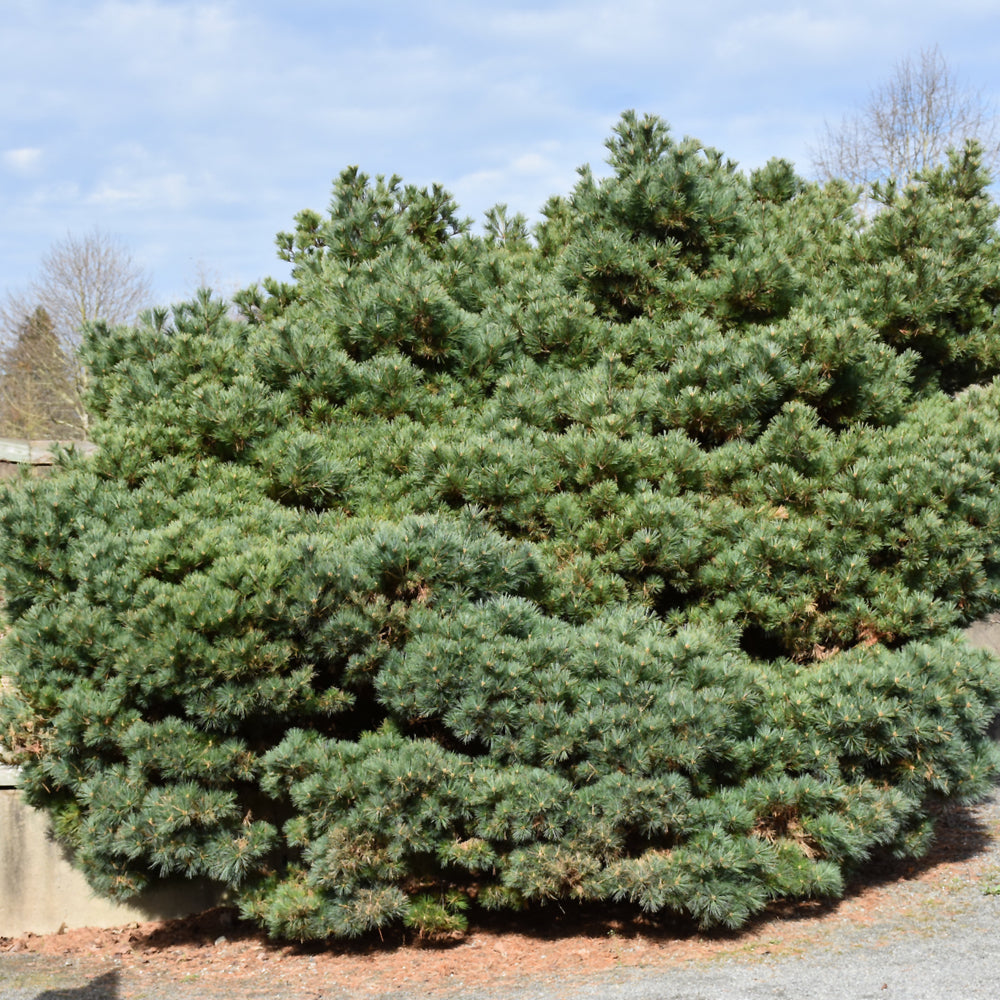 Pinus strobus 'Blue Shag'