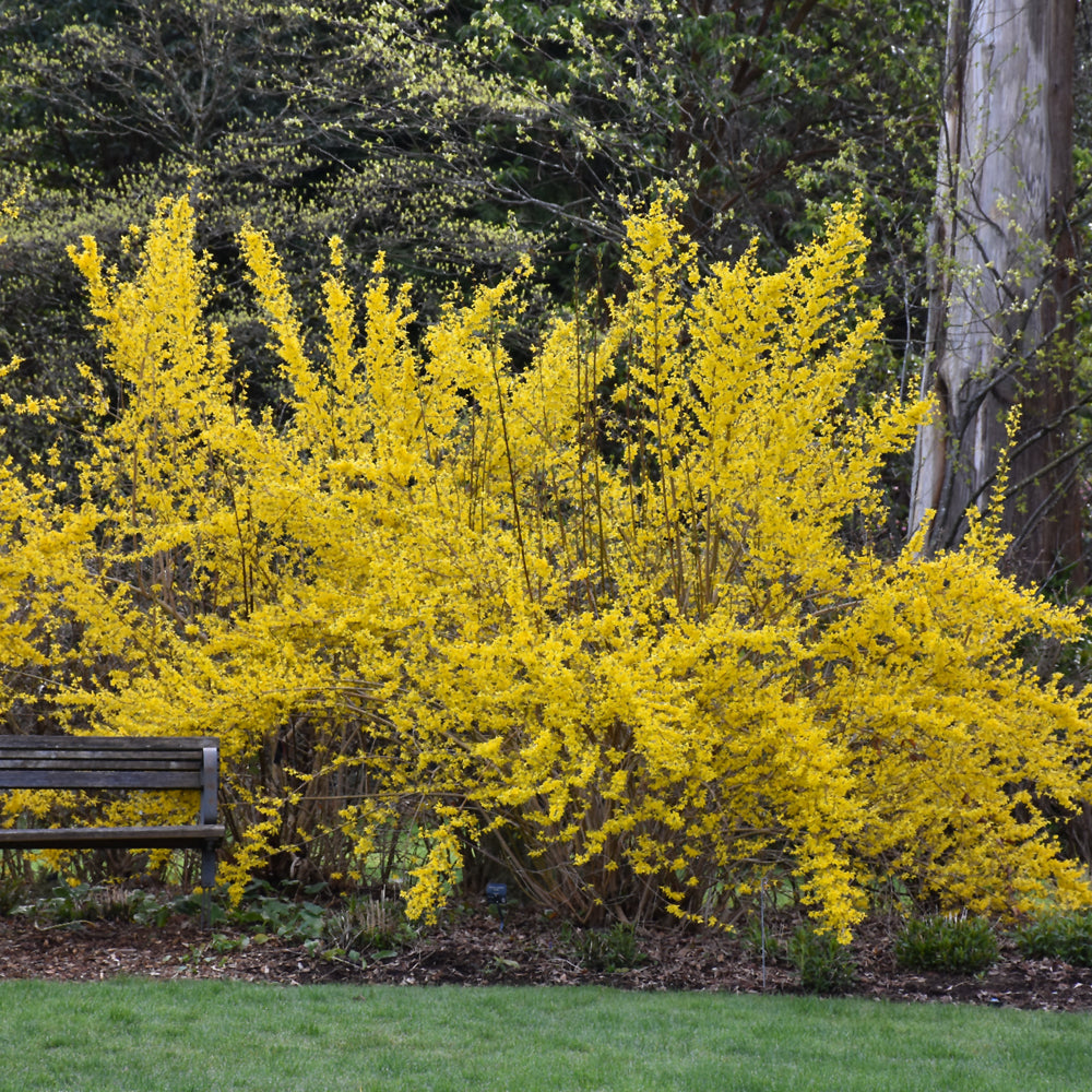 Forsythia x intermedia 'Lynwood Gold'