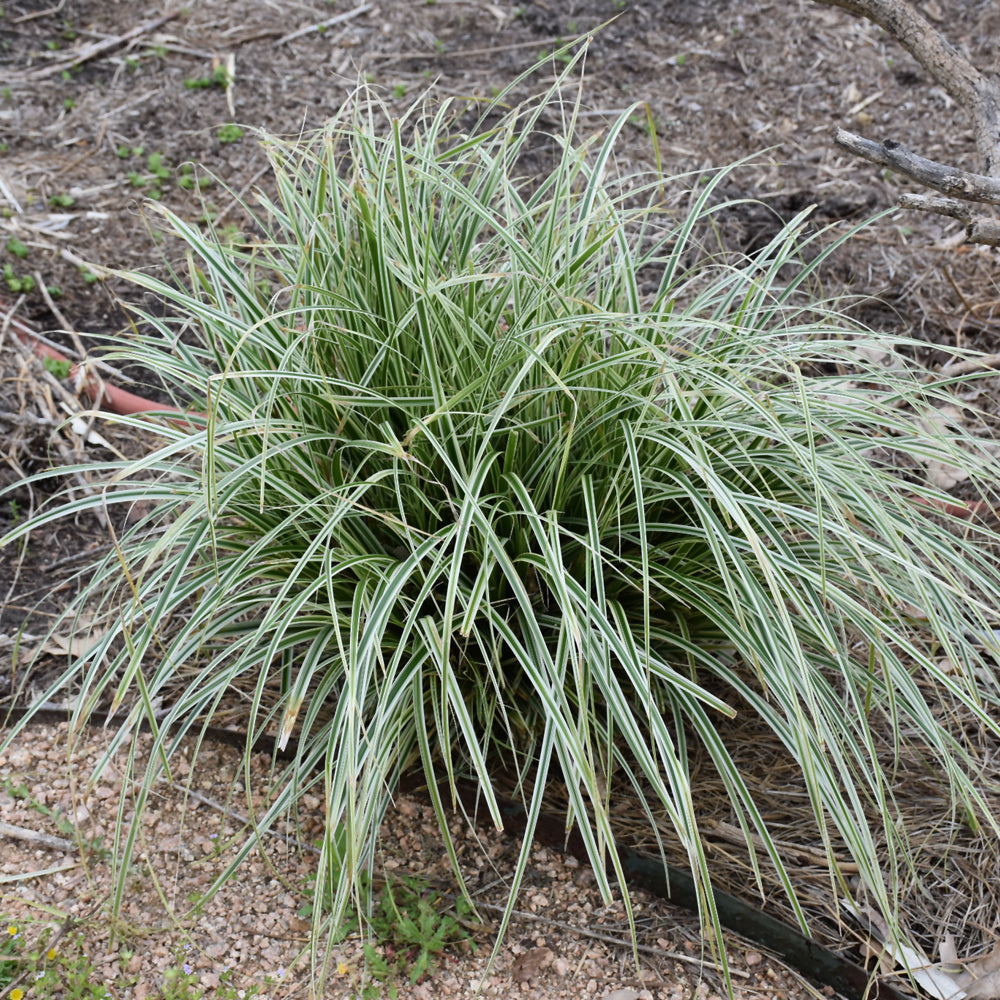 Feather Falls Sedge