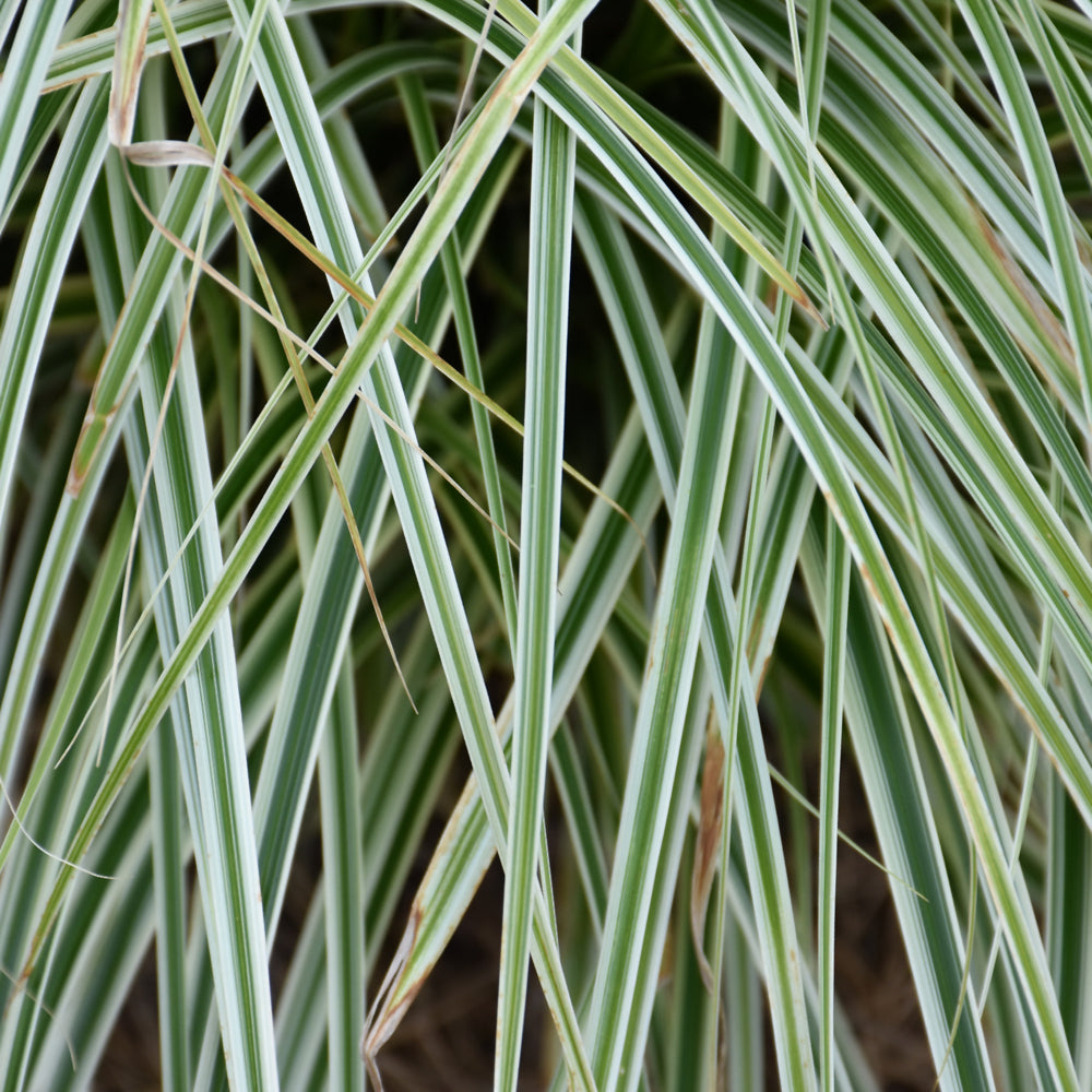 Carex oshimensis 'Feather Falls'