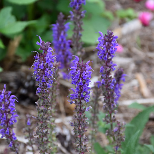 Salvia nemorosa 'Balsalbyu'