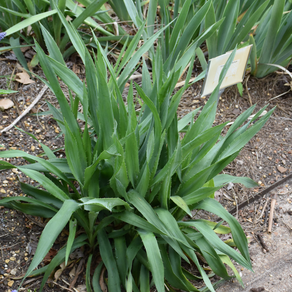 Rattlesnake Master