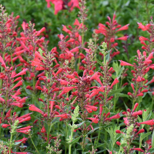Agastache 'Kudos Red'