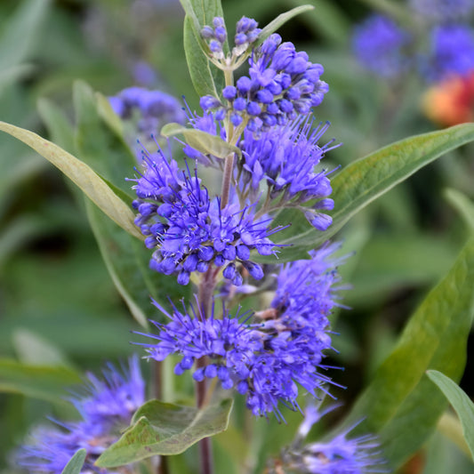 Caryopteris x clandonensis 'Blauer Splatz'