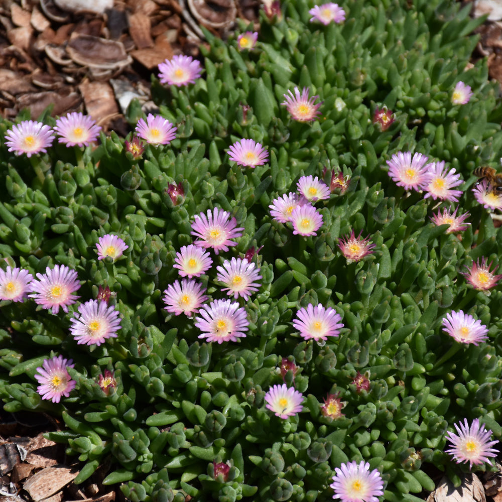 Delosperma 'Jewel Of Desert Rosequartz'