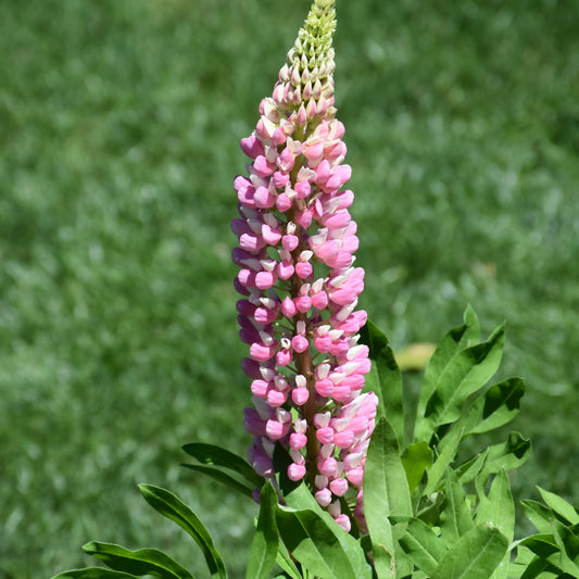 Lupinus polyphyllus 'Lupini Pink Shades'