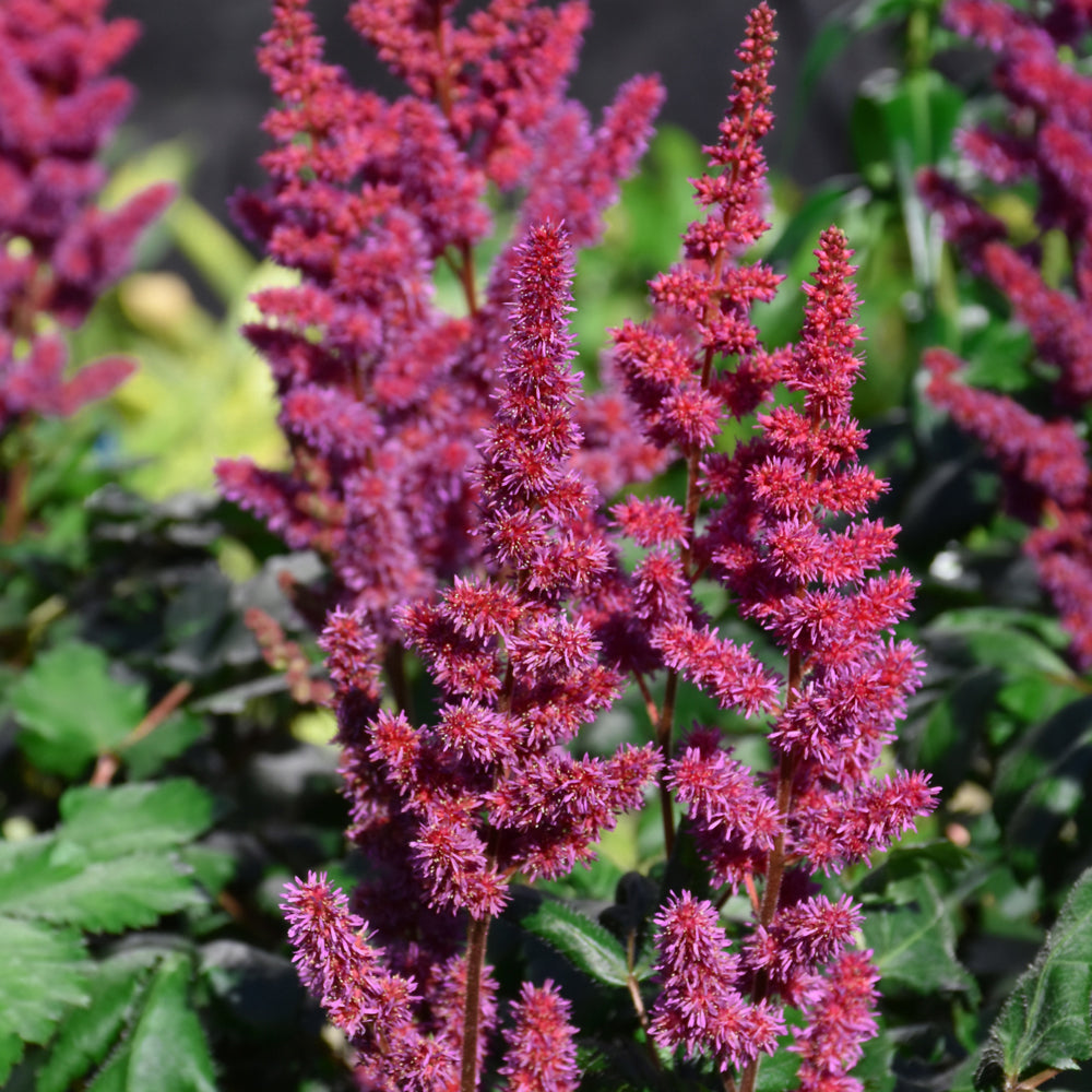 Astilbe chinensis 'Visions in Red'