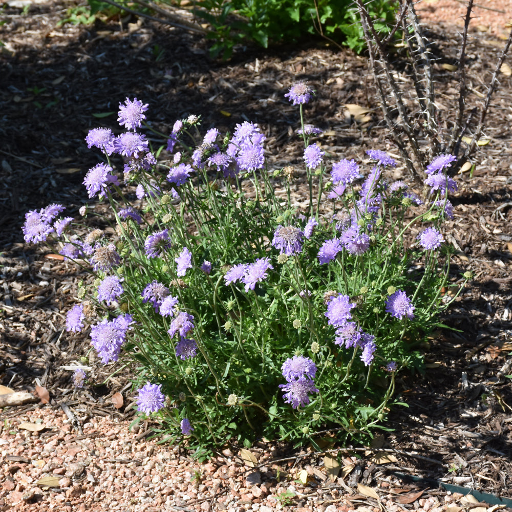 Butterfly Blue Pincushion Flower