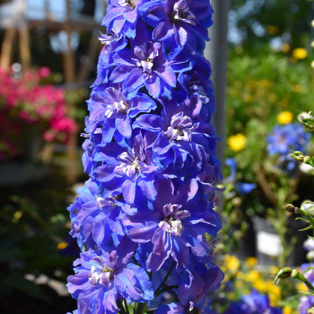 Delphinium 'Guardian Blue'