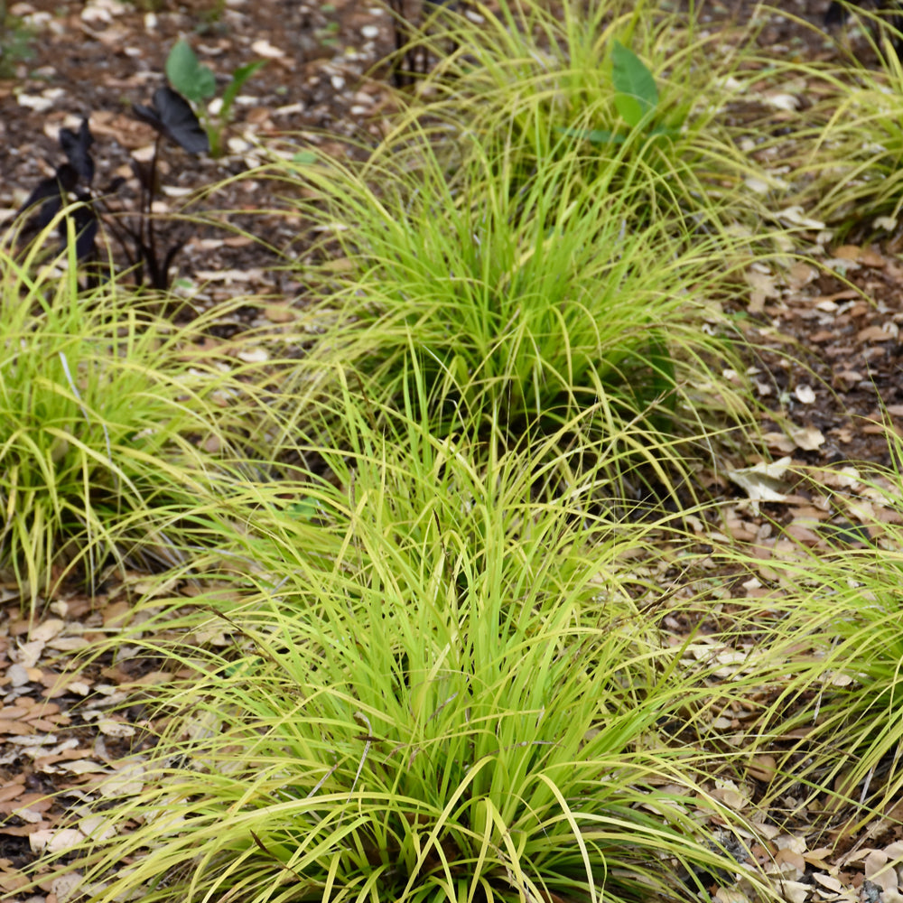 Carex oshimensis 'Everillo'